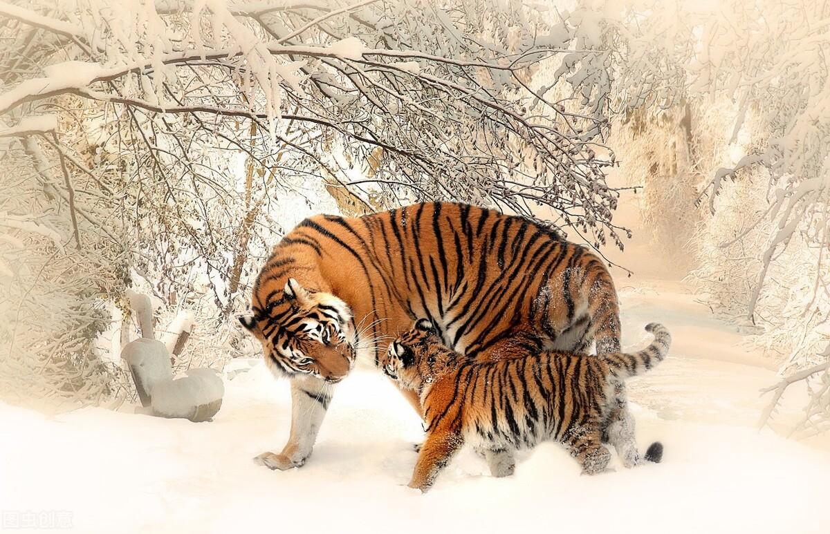 揭秘十二生肖之王，20一肖動物圖王中王，揭秘十二生肖之王，揭秘圖王中的動物之王