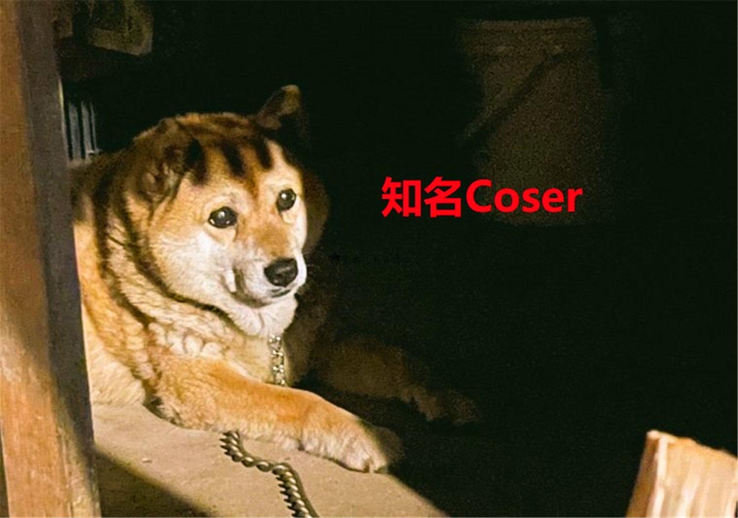 豬狗同行王中王，猜一肖，深度解析與SEO優(yōu)化，豬狗同行王中王猜謎解析與SEO優(yōu)化技巧，深度解析揭秘生肖之謎