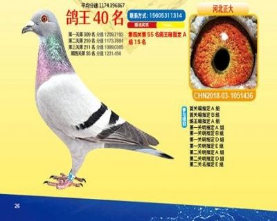 王中王四馬一肖，探尋背后的故事與奧秘，王中王四馬一肖，背后的故事與奧秘探尋