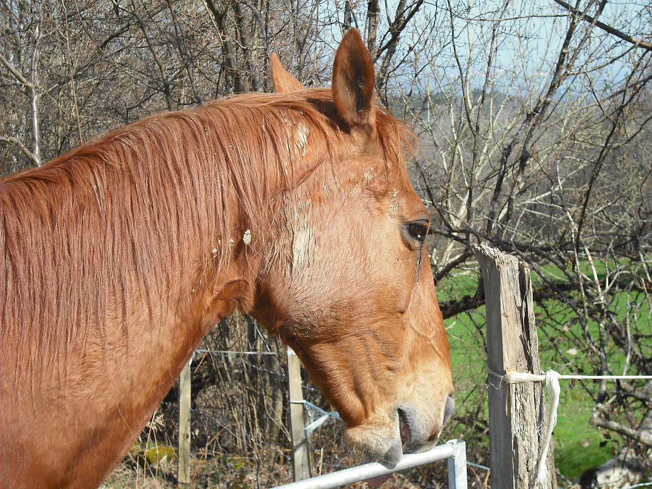 澳門四不像特馬，探索神秘現(xiàn)象背后的真相，澳門四不像特馬揭秘神秘現(xiàn)象背后的真相