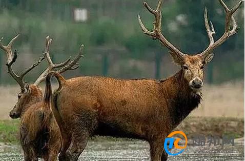 澳門(mén)四不像正版四不像網(wǎng)，探索真實(shí)與虛幻的交融之地，澳門(mén)四不像正版探索，真實(shí)與虛幻的交融世界