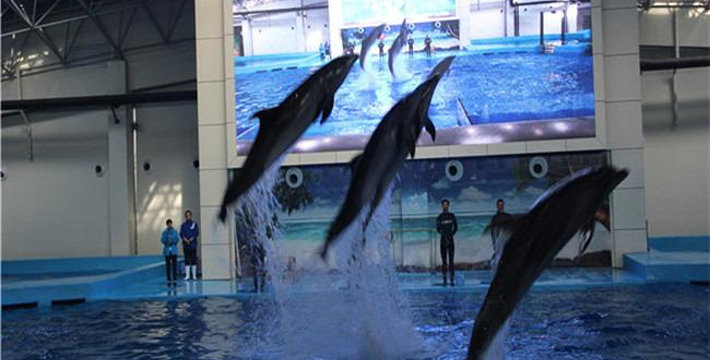 合肥海洋館門(mén)票價(jià)格詳解，合肥海洋館門(mén)票價(jià)格全面解析