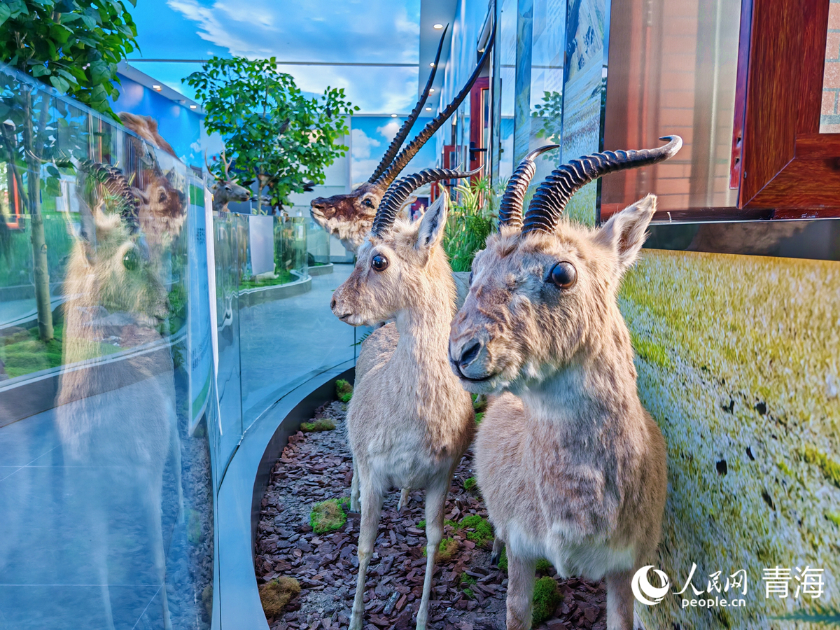 王中王四不像圖必中一肖——揭秘彩票背后的秘密，揭秘彩票背后的秘密，王中王四不像圖必中一肖的真相探索