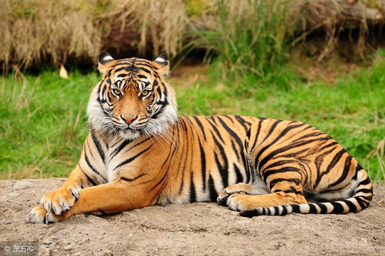 揭秘十二生肖王中王，哪一肖榮登榜首？，揭秘十二生肖王中王，誰獨占鰲頭，榮登榜首？