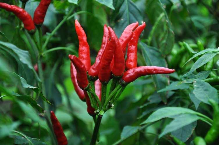 胃炎養(yǎng)胃的10種食物——健康飲食，遠(yuǎn)離胃炎困擾，健康飲食指南，胃炎養(yǎng)胃的十大食物助你遠(yuǎn)離胃炎困擾