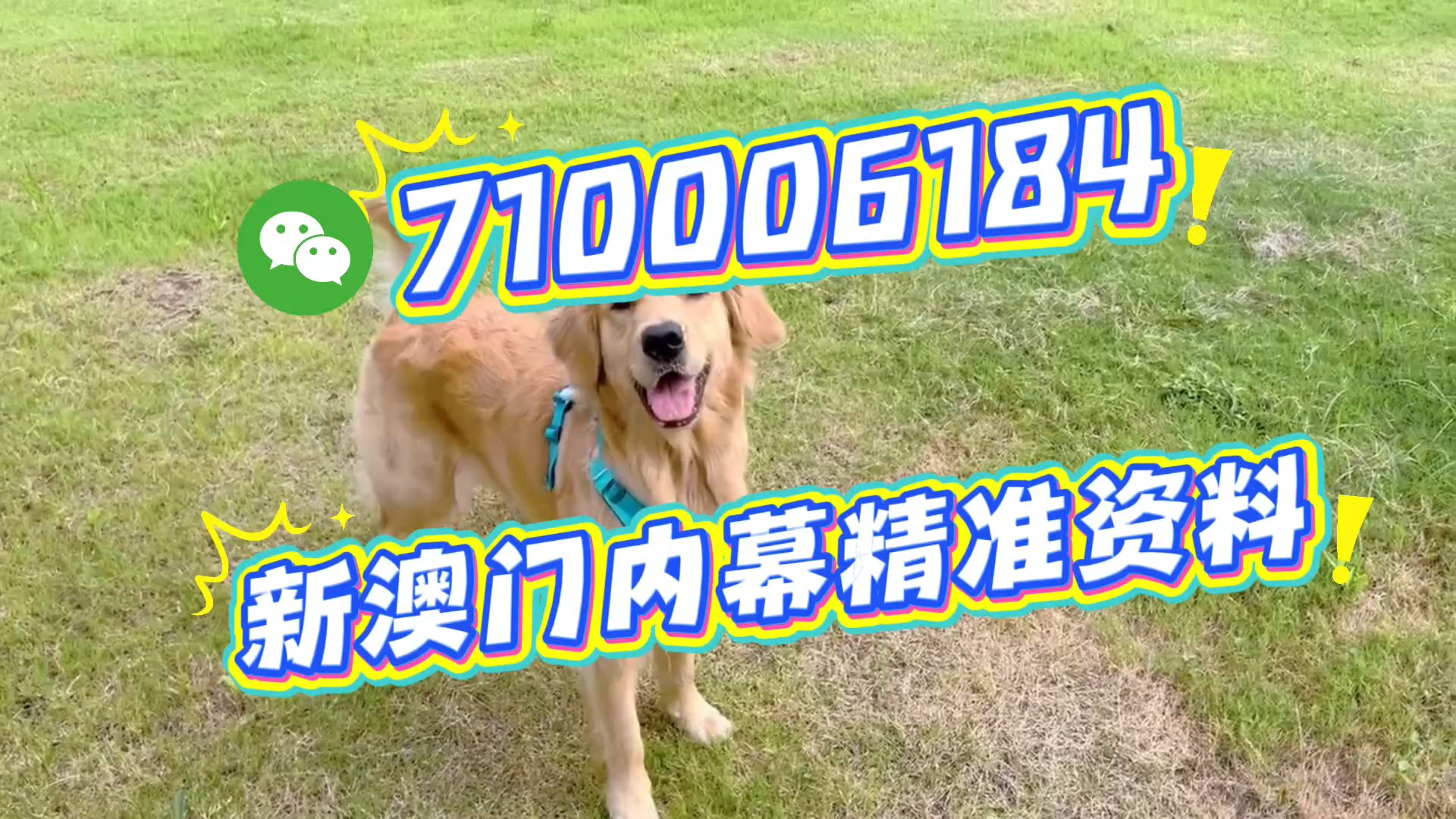 澳門一肖一碼期期準，揭秘精準預(yù)測的秘密，澳門精準預(yù)測一肖一碼揭秘，期期準確的秘密探究