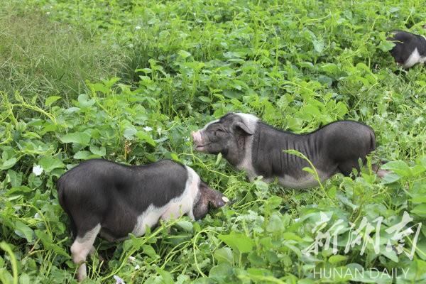花豬王中王平特一肖，深度解析與SEO優(yōu)化策略，花豬王中王平特一肖，深度解析及SEO優(yōu)化策略探討
