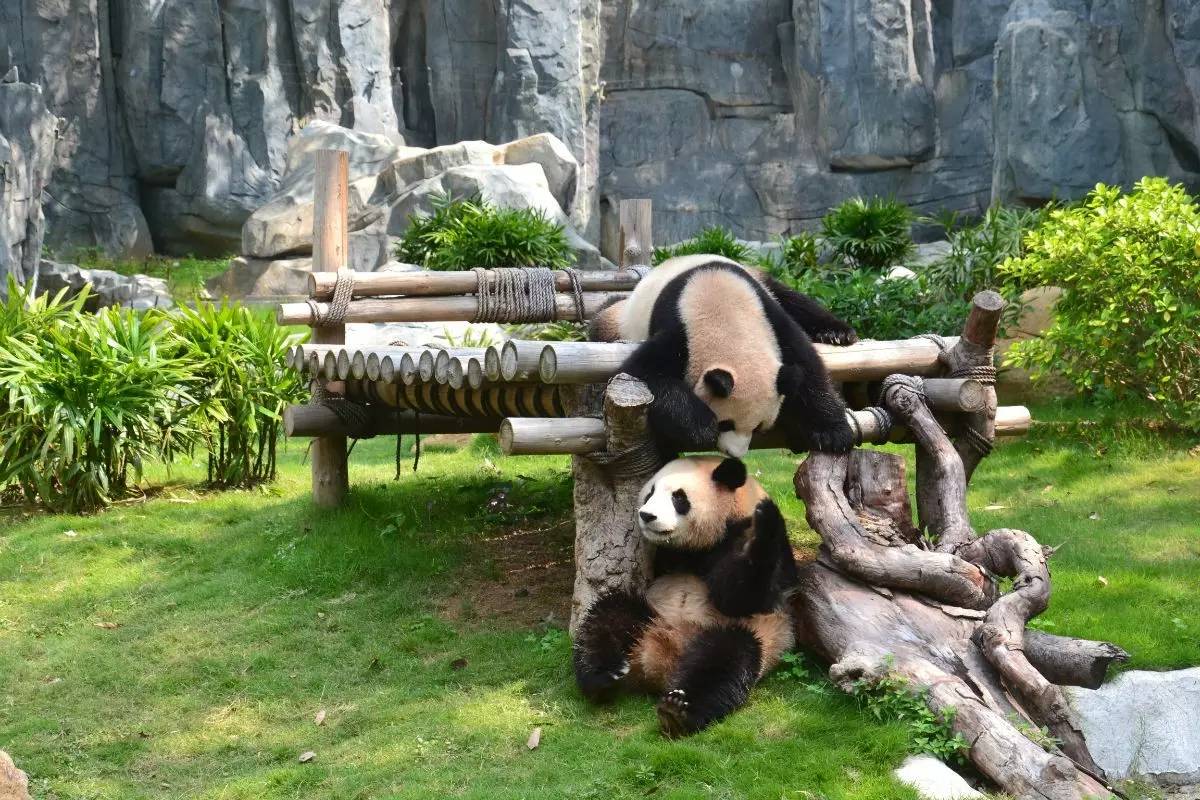 野生動(dòng)物園門票優(yōu)惠政策大揭秘，野生動(dòng)物園門票優(yōu)惠政策深度解析