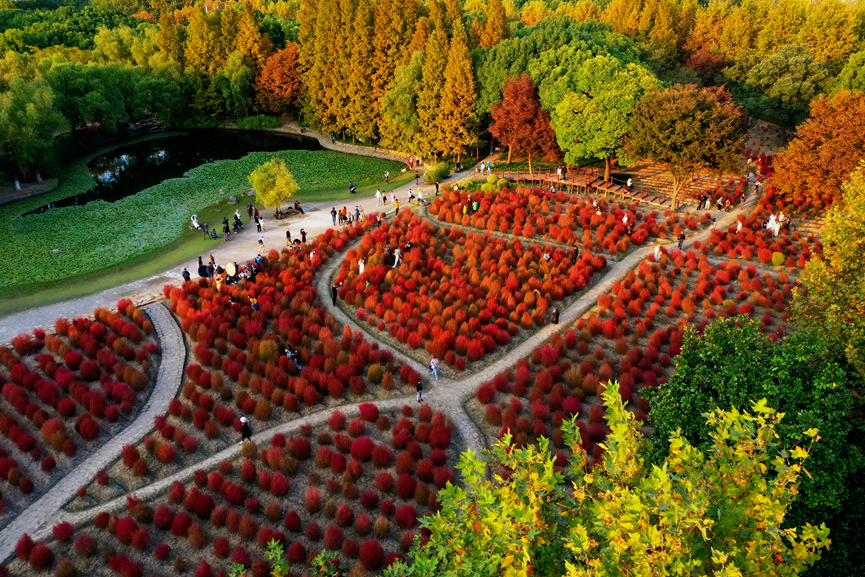 上海世紀(jì)公園門票免費，探索城市綠洲的絕佳去處，上海世紀(jì)公園，免費探索城市綠洲的絕佳去處