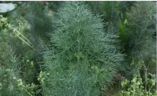 茴香菜，揭示其強(qiáng)大的功效與作用，茴香菜，揭示其驚人功效與強(qiáng)大作用